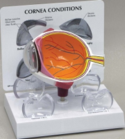 Cornea Eye Cross-Section Pharmaceutical and Anatomical Model Gifts